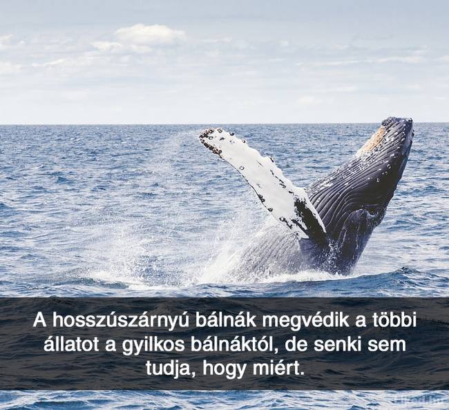 20+ örömteli tény, ami után teljesen más szemmel nézel majd a világra
