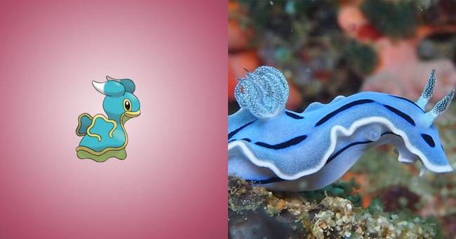 Shellos | Chromodoris lochi