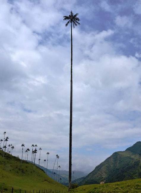A világ legnagyobb pálmafája - Cocora-völgy, Kolumbia.