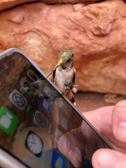 „Ez a kis kolibri leült pihenni a telefonomra."