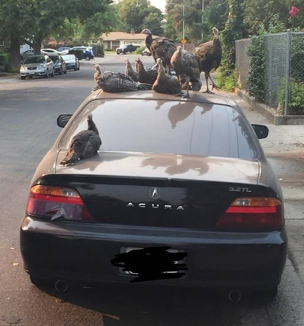 „Ma arra keltem, hogy egy csapat pulyka elfoglalta az autómat!"