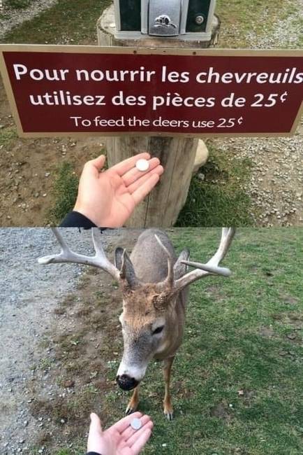 A tábla szerint a szarvasok etetéséhez használjunk 25 centeseket. Ő ezt is tette.