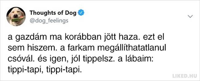 20 vicces kutyagondolat, amivel minden gazdi könnyedén képes lesz azonosulni