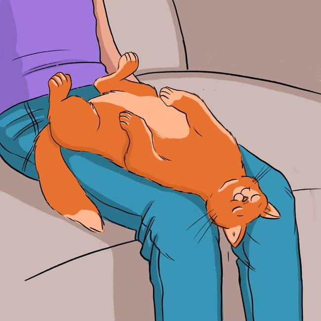 A macskák tudják, hogy egy fárasztó nap után néha csak arra vágyunk, hogy megsimogassunk egy szőrös pocakot.