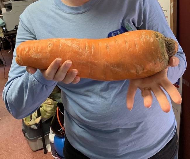 Így néz ki egy 1,5 kg-os sárgarépa.