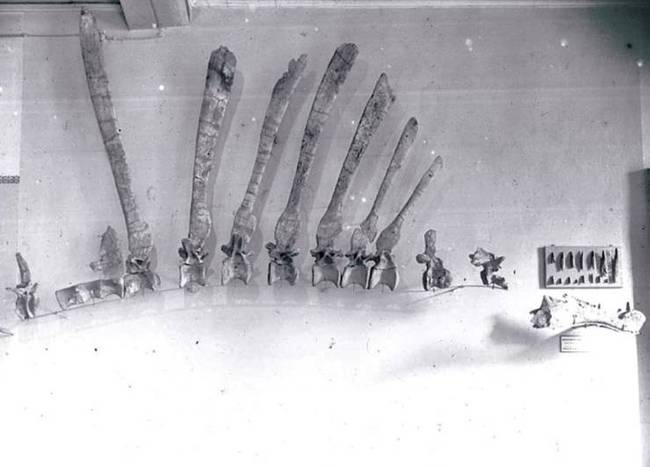 Egy Spinosaurus dinoszaurusz csontváza. 1994-ben egy szövetségi bombázás szinte teljesen elpusztította, pedig ez volt a legteljesebb dinoszaurusz gerinc, amit valaha találtak.