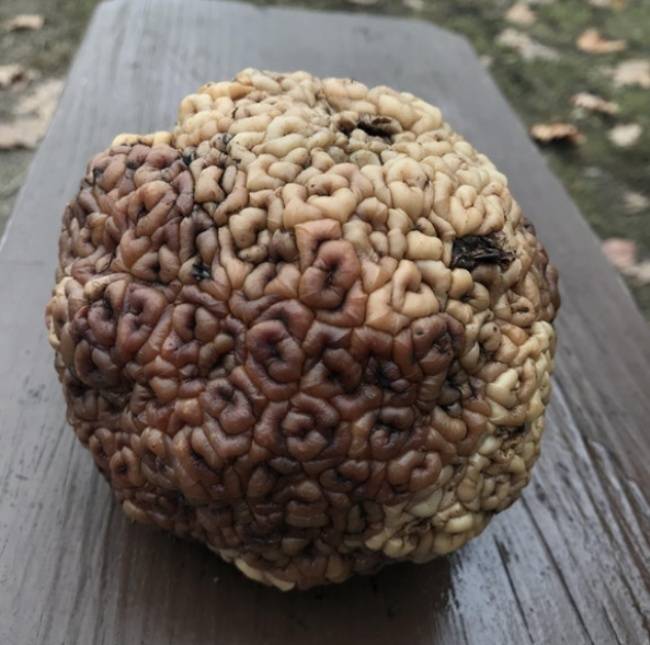 Így néz ki egy romlott narancseper termése.