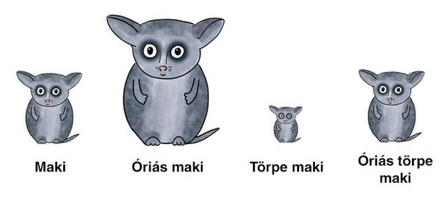 Angolában felfedeztek egy új, óriás törpemakit.