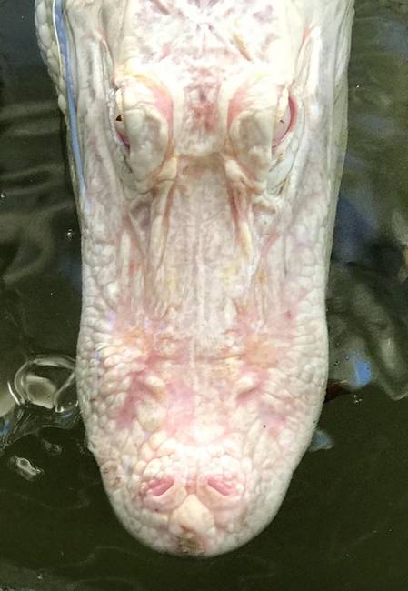 Albínó krokodil.