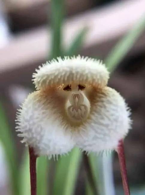 Ez az orchidea pont úgy néz ki, mint egy majom.