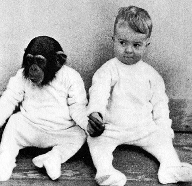 1931-ben egy tudós úgy döntött, hogy emberként nevel fel egy csimpánzt.