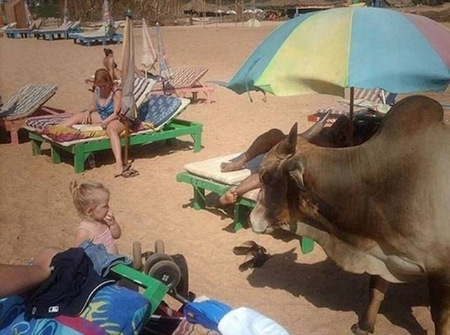 Egyesek tényleg mindent elhoznak otthonról a partra. Még a haszonállatokat is.