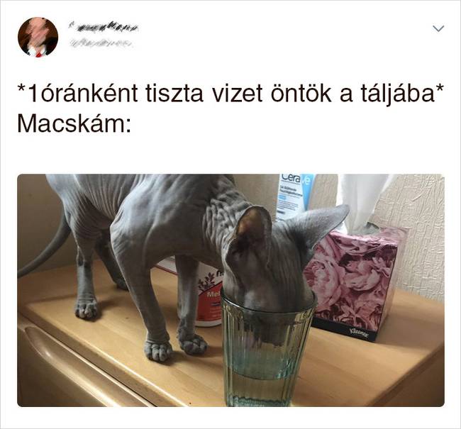 20 Tweet, ami bizonyítja, hogy a macskák mellett sosem lehet unatkozni