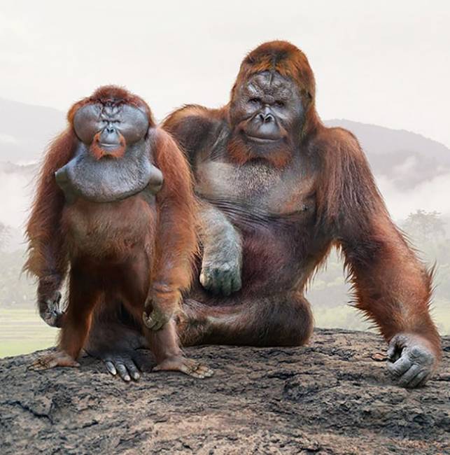 Szumátrai orangután és a kihalt gigantopithecus.