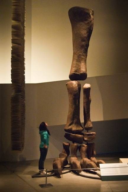 Egy argentinosaurus lába.