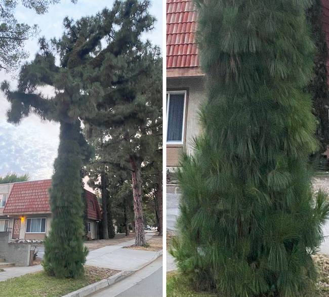 Ennek a mutálódott fának a tűlevelei közvetlenül a törzsén nőttek ki.