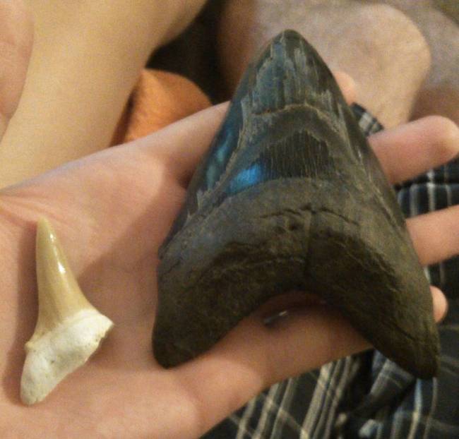 „Megalodon fog egy nagy fehércápa fogához képest.''