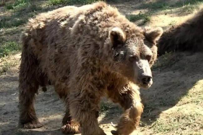 4 óra alvás után mi is pontosan ugyanúgy néznénk ki, mint ez a medve.