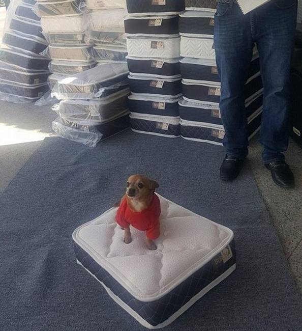 Itt a vásárlók matracvásárláskor egy ugyanolyan, miniatűr matracot kapnak a háziállataik számára.