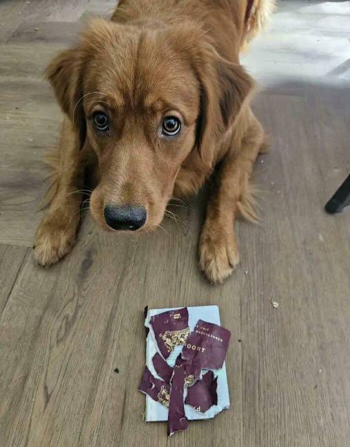 Ezek a fotók azt bizonyítják, hogy valakinek mindig rosszabb napja van, mint neked