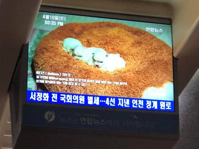 „A koreai KTX vonatokon olyan ''gyógyító'' műsorokat sugároznak, amiben azt mutatják például, ahogy az újszülött kölyökkutyák 5 percig forognak.''