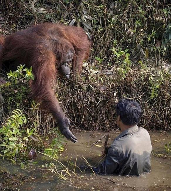 Egy orangután, aki segítő kezet nyújtott a vízben sétáló embernek.