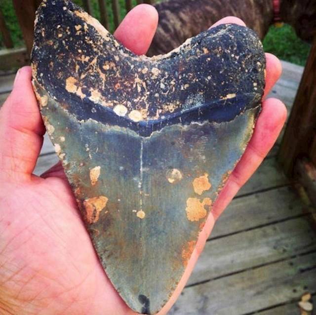 „Észak-Karolina partjainál búvárkodva találtam. Először fogalmam sem volt, mi lehet, aztán rájöttem, hogy egy megalodon fog.”
