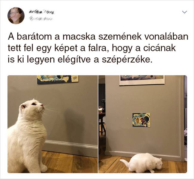 20 Tweet, ami bizonyítja, hogy a macskák mellett sosem lehet unatkozni