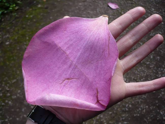 Liliomfa