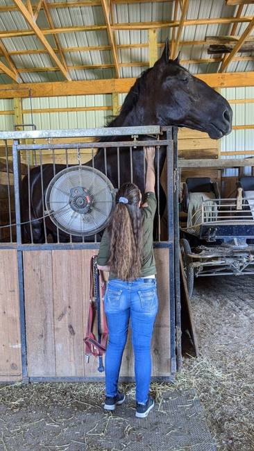 A Percheron lófajta egyik egyede, mellette egy teljesen átlagos méretű, 165 centis nővel.