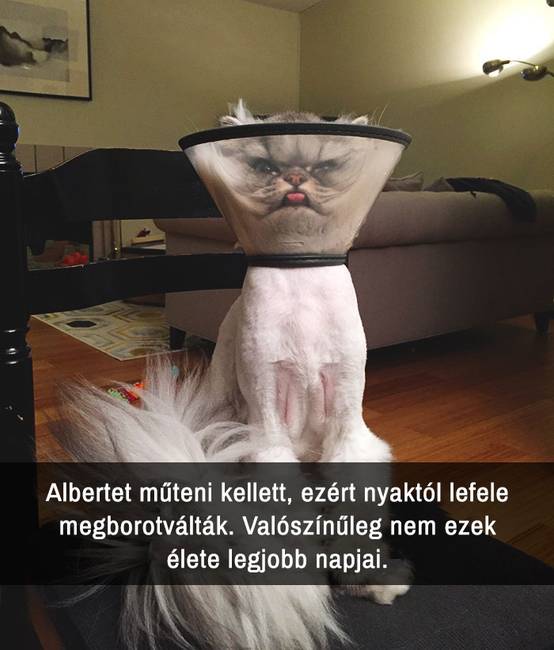 21 macskás Snapchat-üzenet, amit nem lehet kibírni nevetés nélkül