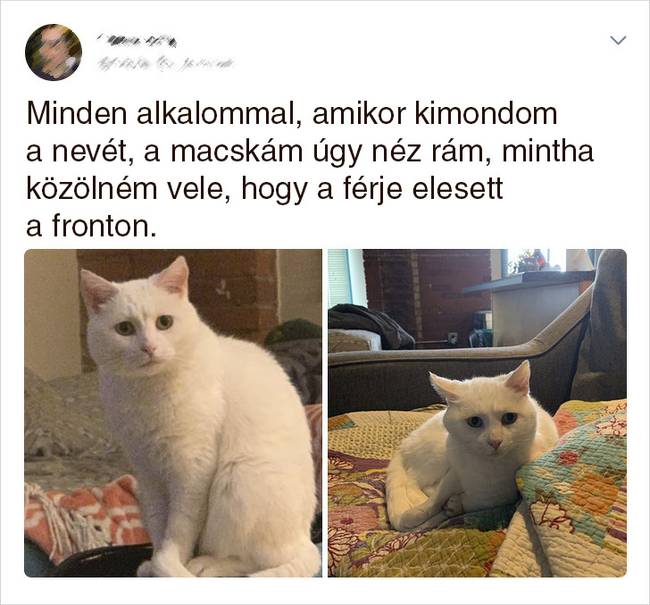 20 Tweet, ami bizonyítja, hogy a macskák mellett sosem lehet unatkozni