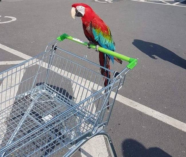 „Találkoztam egy ara papagájjal a szupermarket parkolójában."