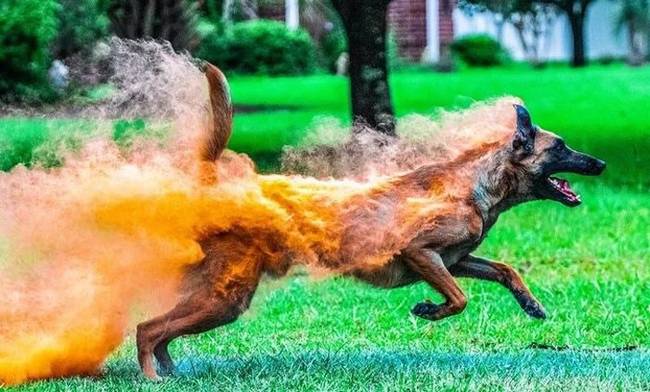 Ez a Holi-festékporral borított kutya úgy néz ki, mintha lángolna.