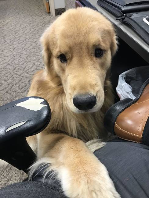 Nem kétséges: egy Golden retriever az irodai életet is színesebbé teszi.