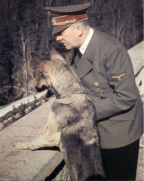Adolf Hitler kedvenc németjuhásza, Blondi. A kutyának volt saját szakácsa, orvosa, sőt még táplálkozási szakértője is.