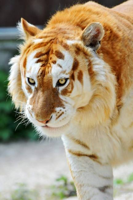 Arany tigris, ami még ritkább, mint az albínótigris.