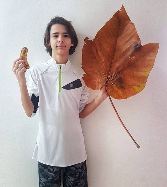 „A gigantikus méretű levél, amit a parkban találtam hozzám, és egy banánhoz képest."