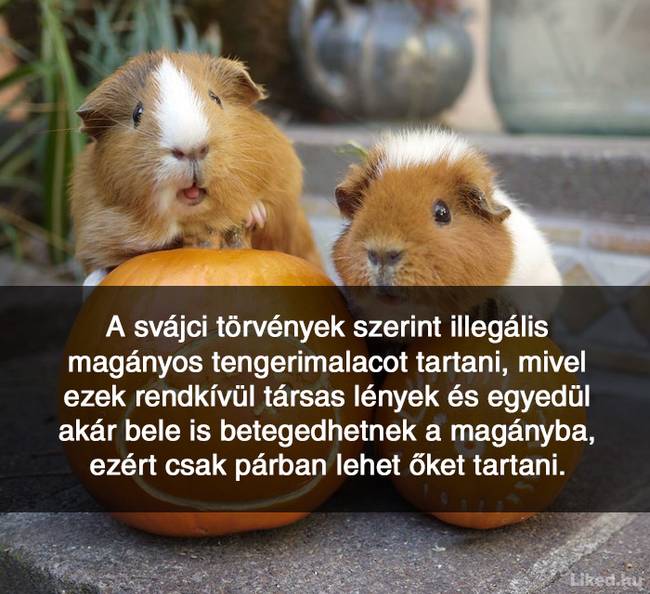 20+ örömteli tény, ami után teljesen más szemmel nézel majd a világra