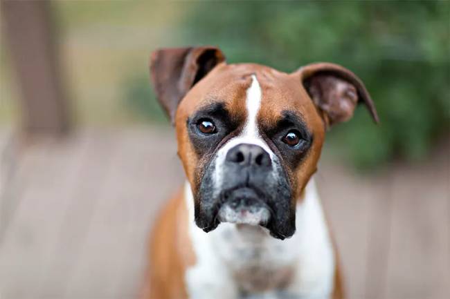 boxer
