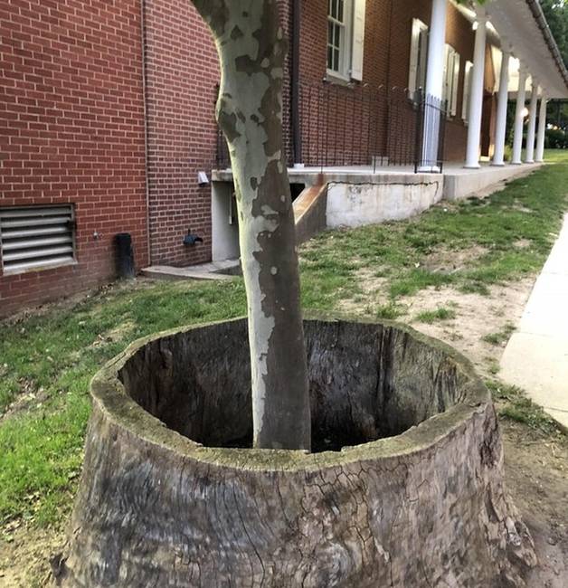 Ez a fa egy másik, nagyobb fa törzsén belül indult növekedésnek.