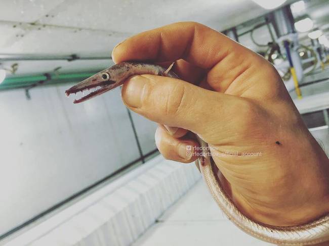 A Nettastomatidae a csontos halak közé tartozik, és olyan mint egy kis vízi-sárkány.