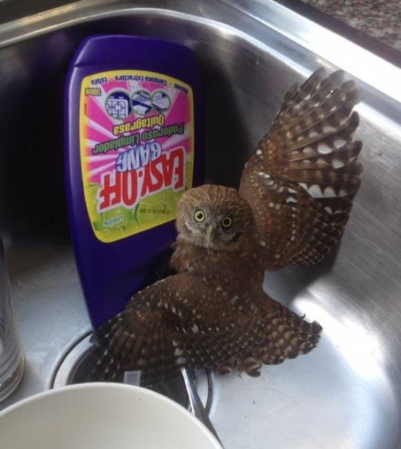 „Ez a kis fickó fogadott reggel a mosogatómban."