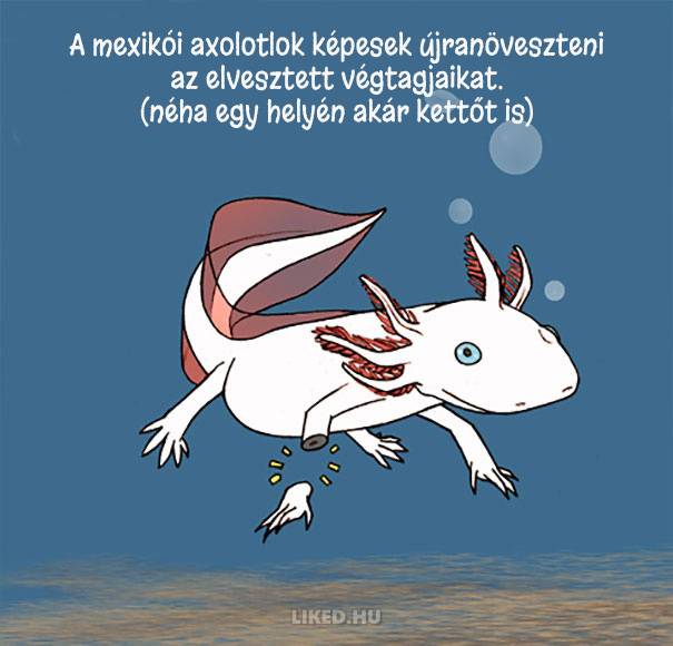 20 őrült tény az állatokról, amit nem tanítottak meg nekünk az iskolában