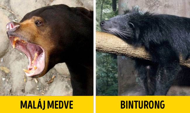 Malajziában él a világ legkisebb medvéje.