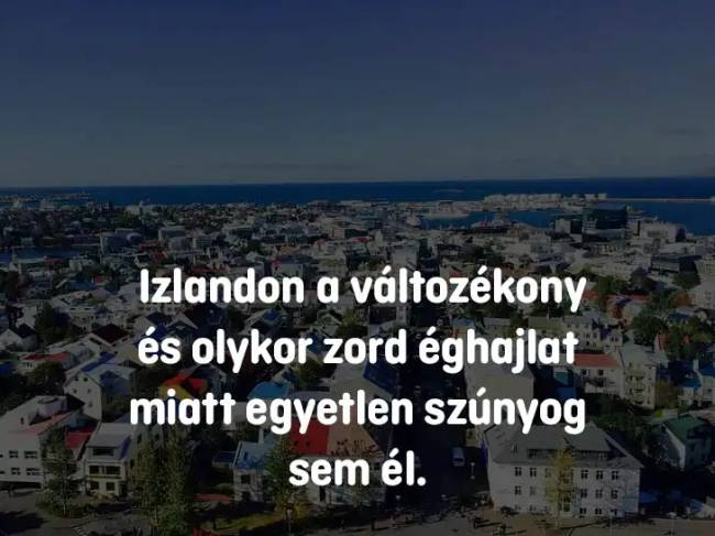 szunyogok2