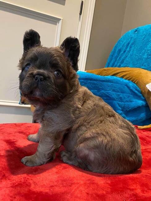 Ez az aranyos apróság a francia bulldog hosszú szőrű változata. Igen, ilyen is van!
