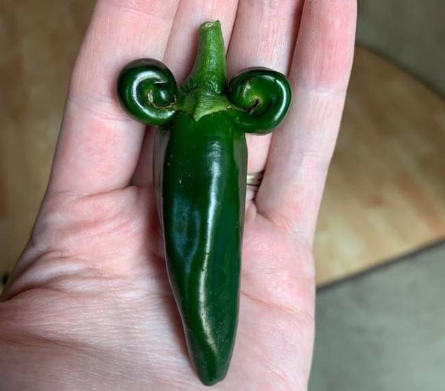 Ez a paprika úgy néz ki, mintha kunkori bajsza lenne.