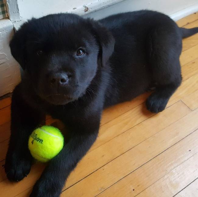 Félig labrador, félig rottweiler, teljes egészében plüss.