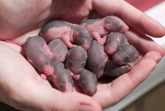 A patkányok rendkívül gyorsan szaporodnak: két példány 18 hónap leforgása alatt akár több millió utódot is képes nemzeni.